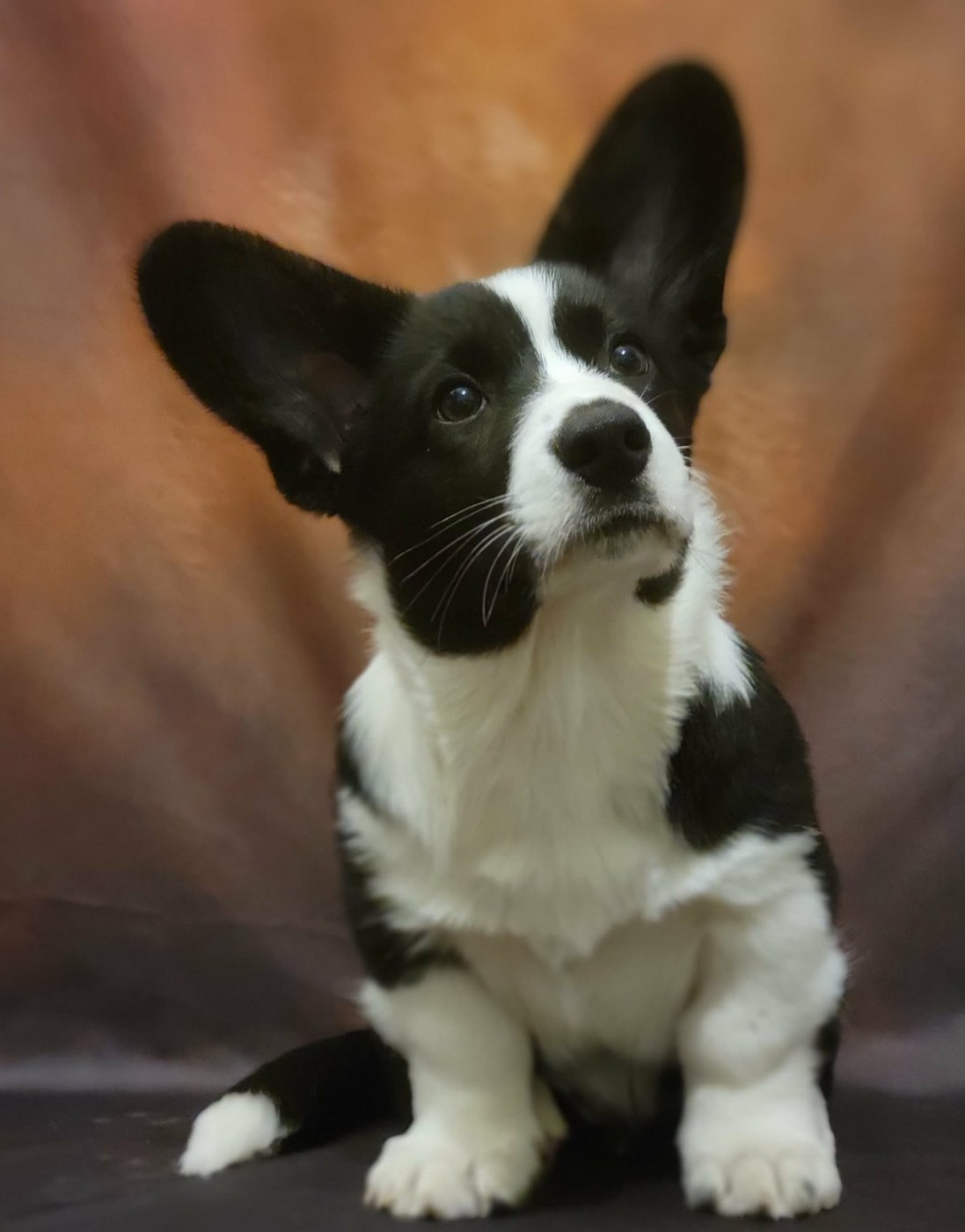 Arthur weasley De L'Empreinte Du Cobra