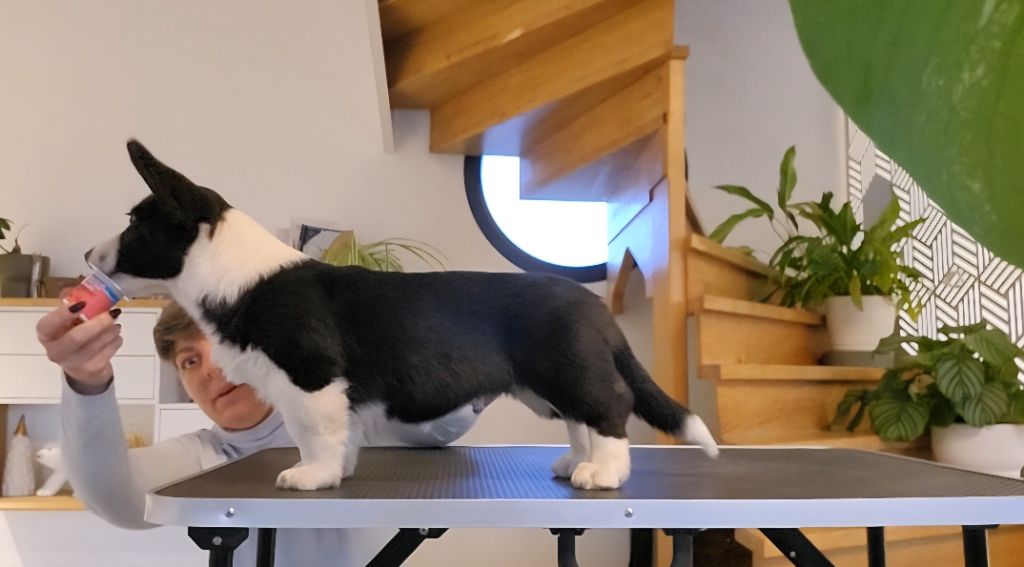 Arthur weasley De L'Empreinte Du Cobra