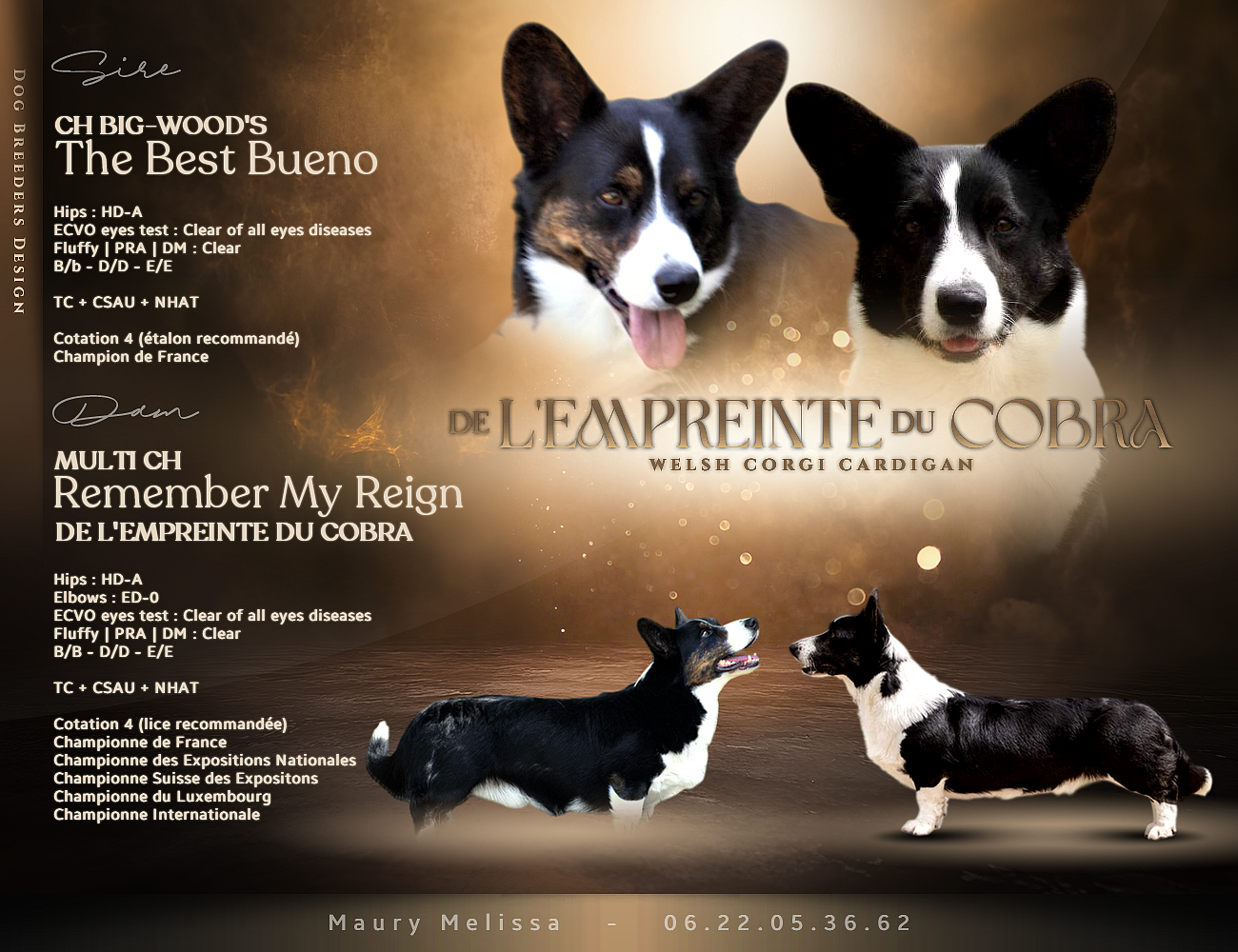 De L'Empreinte Du Cobra - Welsh Corgi Cardigan - Portée née le 17/05/2026