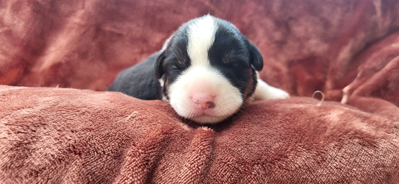 De L'Empreinte Du Cobra - Chiots disponibles - Welsh Corgi Cardigan
