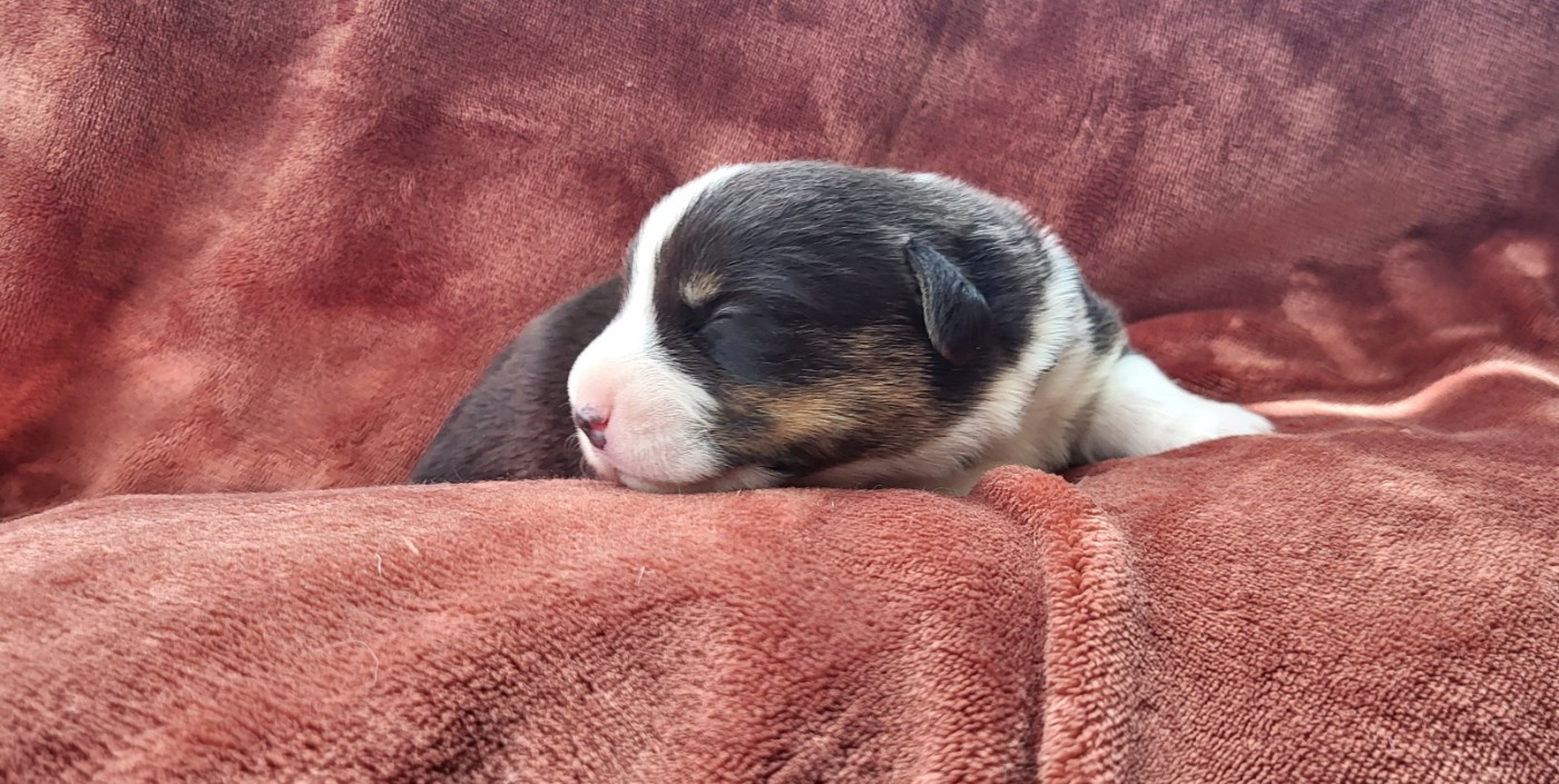 De L'Empreinte Du Cobra - Chiots disponibles - Welsh Corgi Cardigan