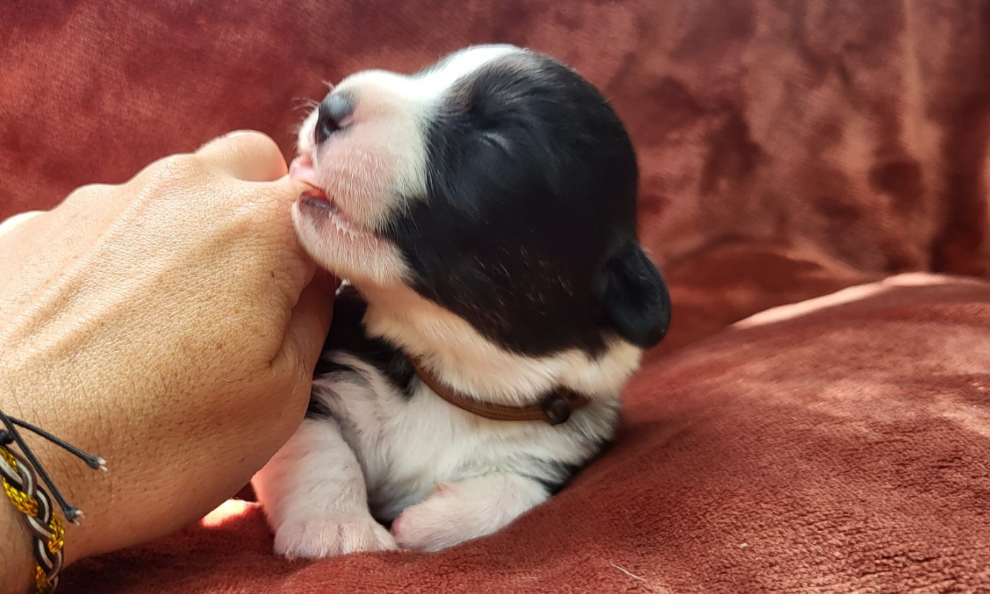 De L'Empreinte Du Cobra - Chiots disponibles - Welsh Corgi Cardigan