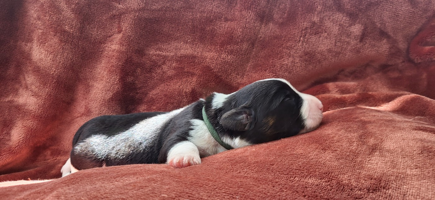 De L'Empreinte Du Cobra - Chiots disponibles - Welsh Corgi Cardigan