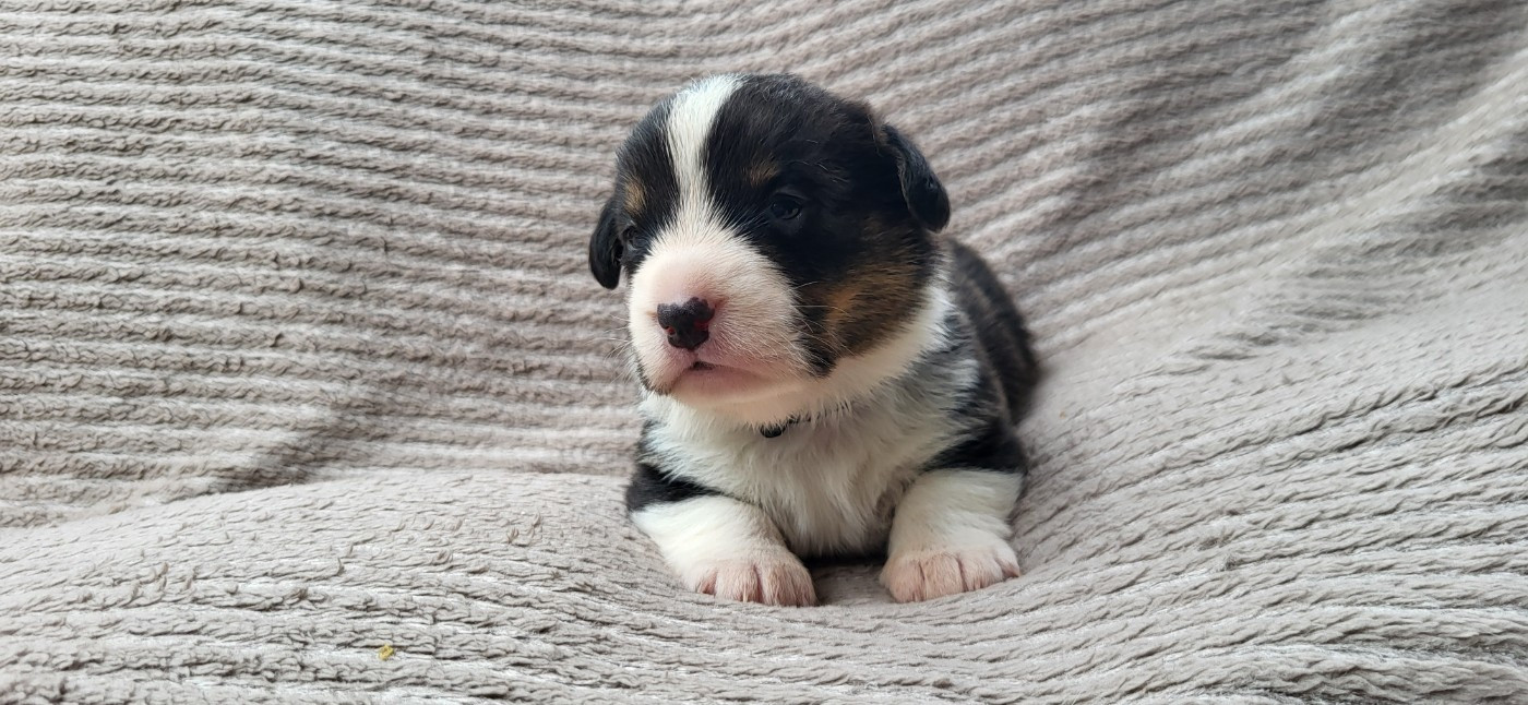 De L'Empreinte Du Cobra - Chiots disponibles - Welsh Corgi Cardigan