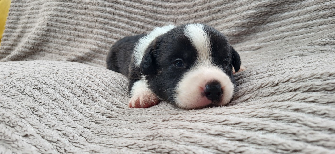 De L'Empreinte Du Cobra - Chiots disponibles - Welsh Corgi Cardigan