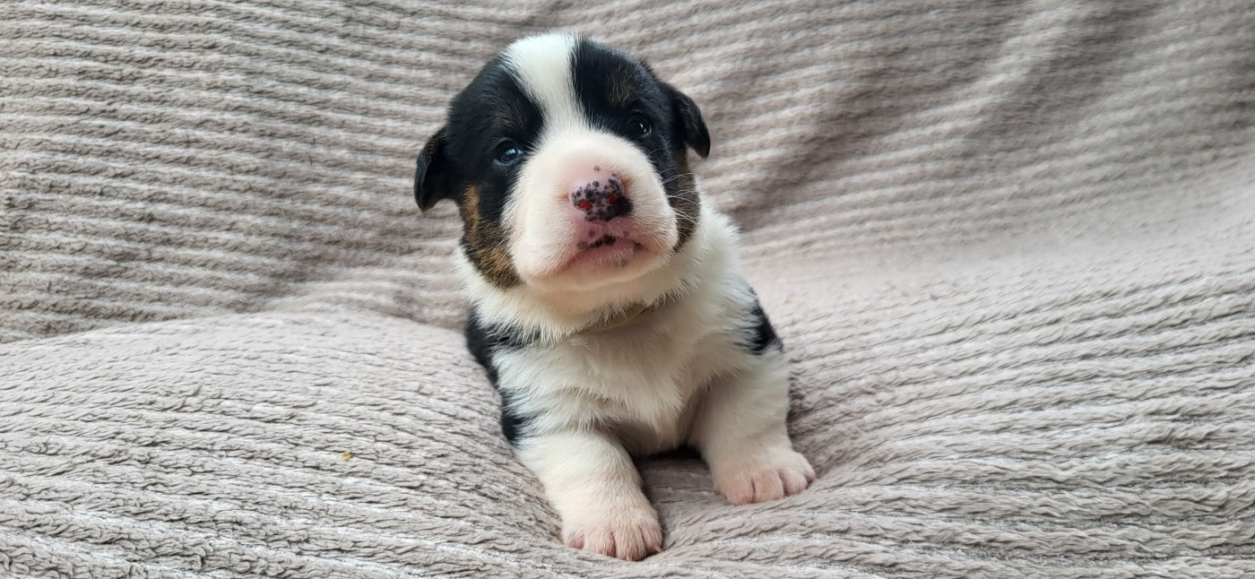De L'Empreinte Du Cobra - Chiots disponibles - Welsh Corgi Cardigan