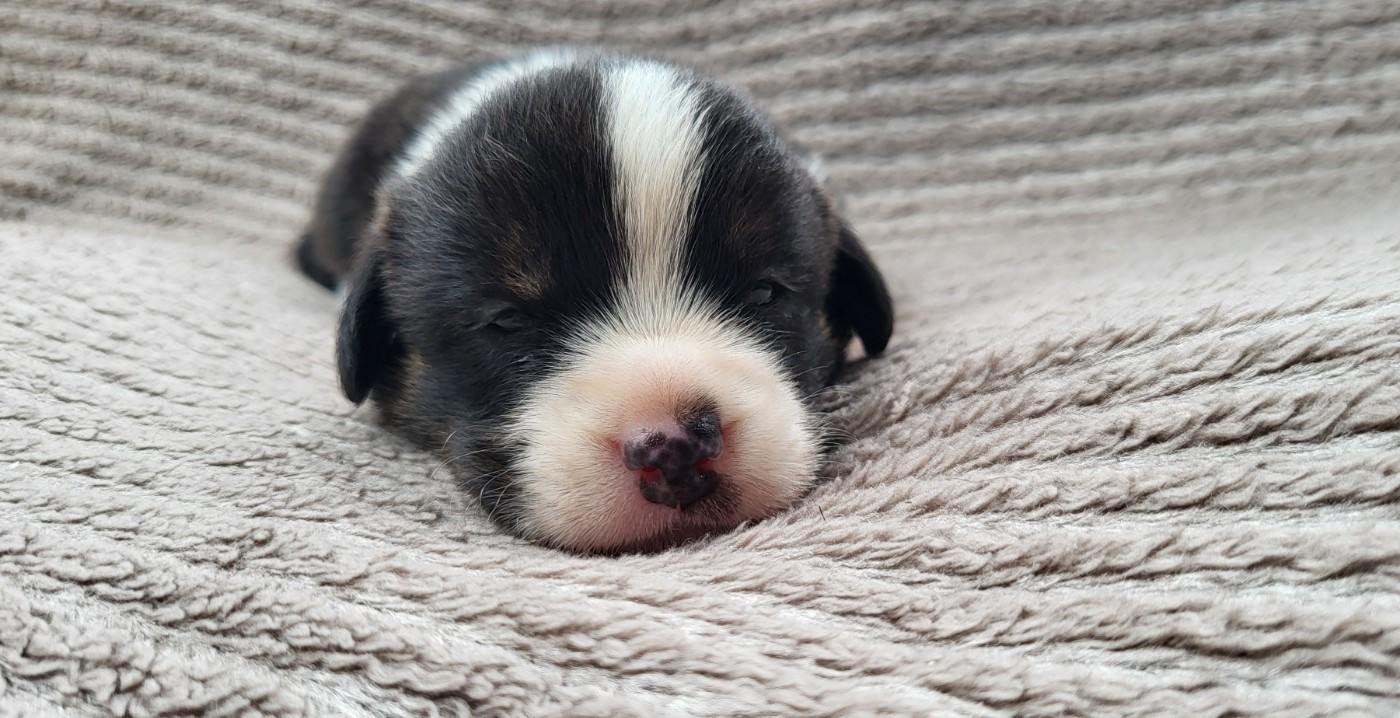 De L'Empreinte Du Cobra - Chiots disponibles - Welsh Corgi Cardigan