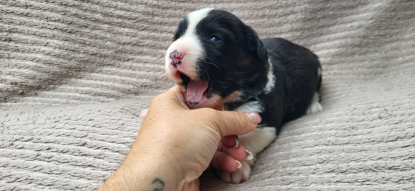 De L'Empreinte Du Cobra - Chiots disponibles - Welsh Corgi Cardigan