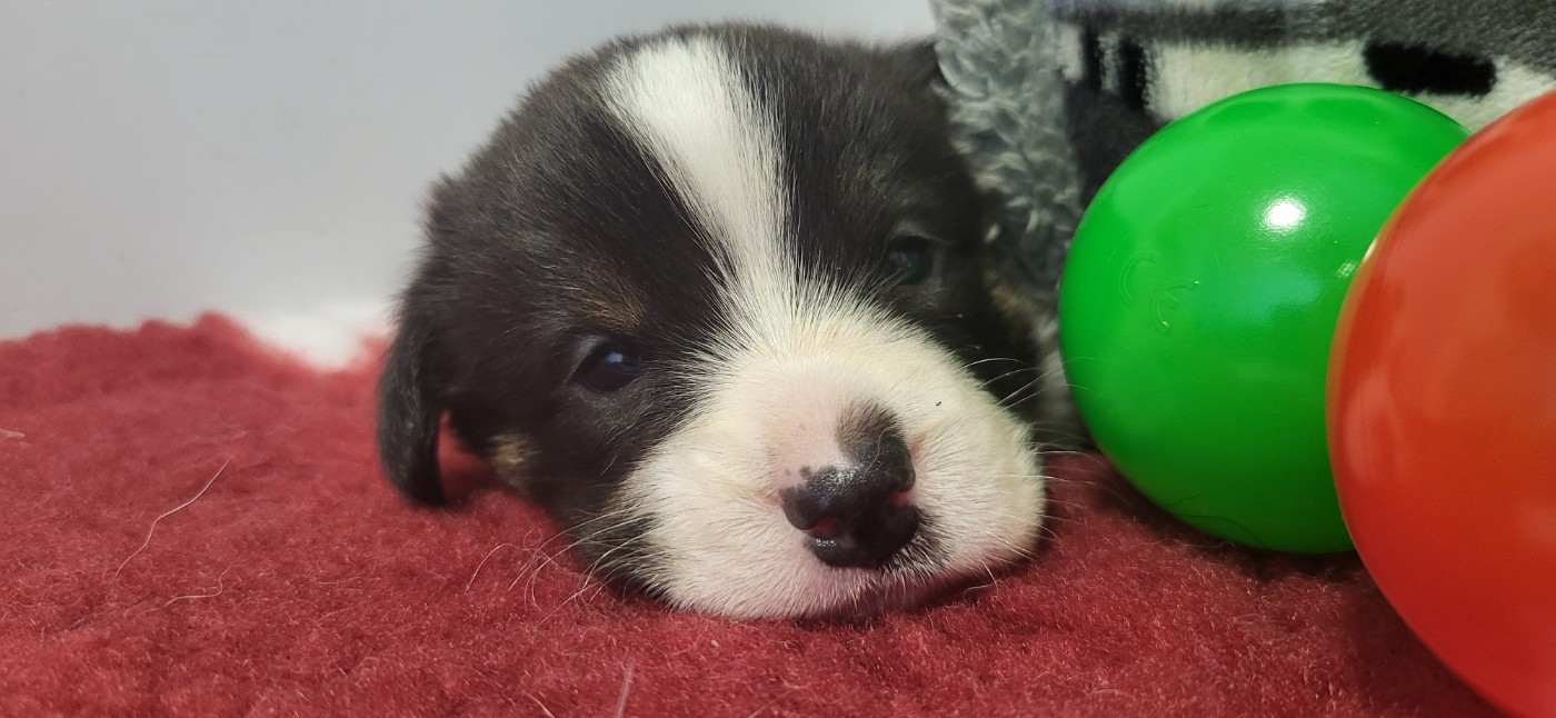 De L'Empreinte Du Cobra - Chiots disponibles - Welsh Corgi Cardigan