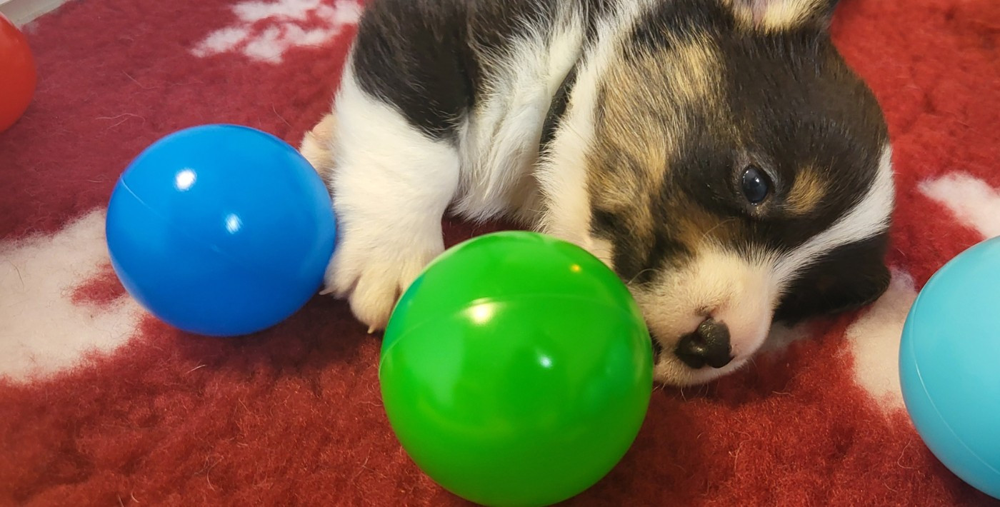 De L'Empreinte Du Cobra - Chiots disponibles - Welsh Corgi Cardigan