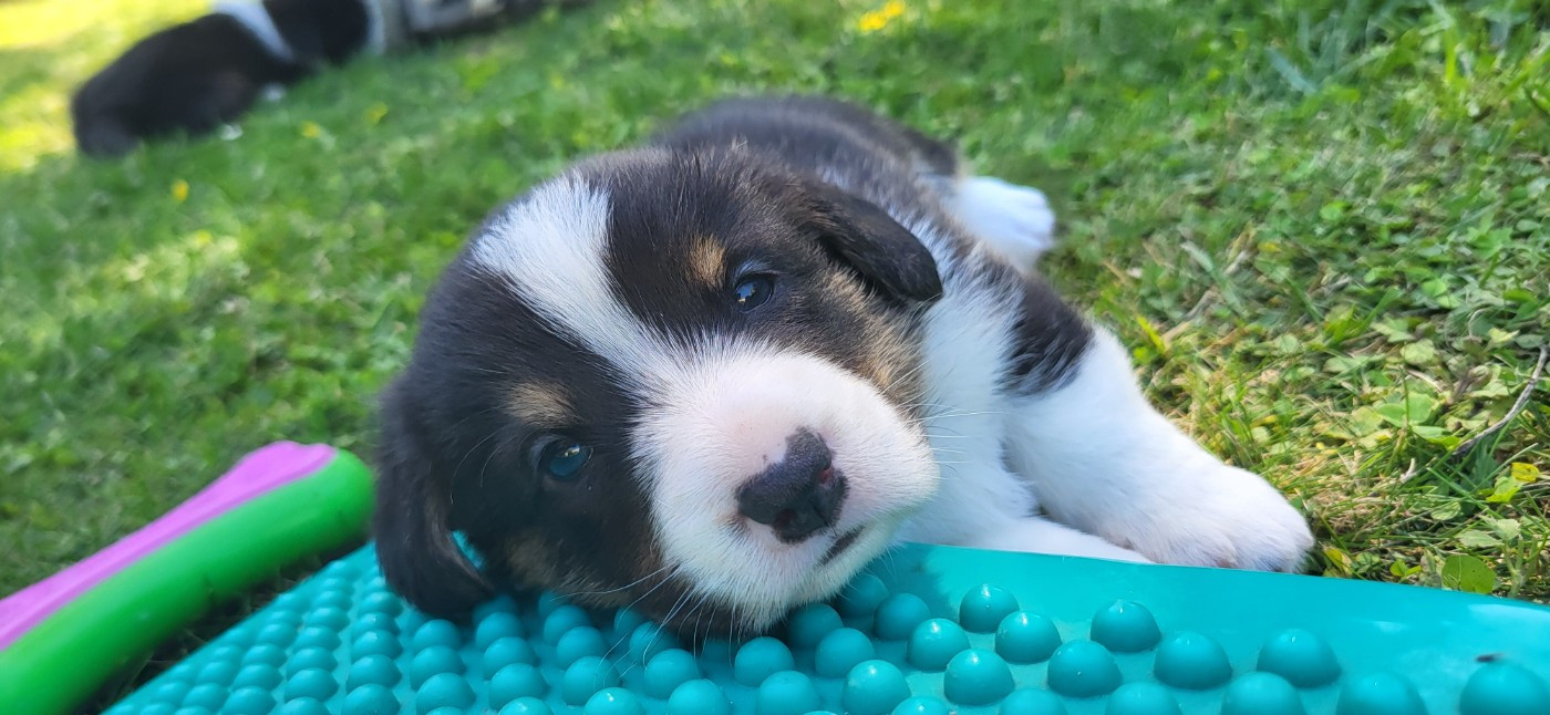 De L'Empreinte Du Cobra - Chiots disponibles - Welsh Corgi Cardigan