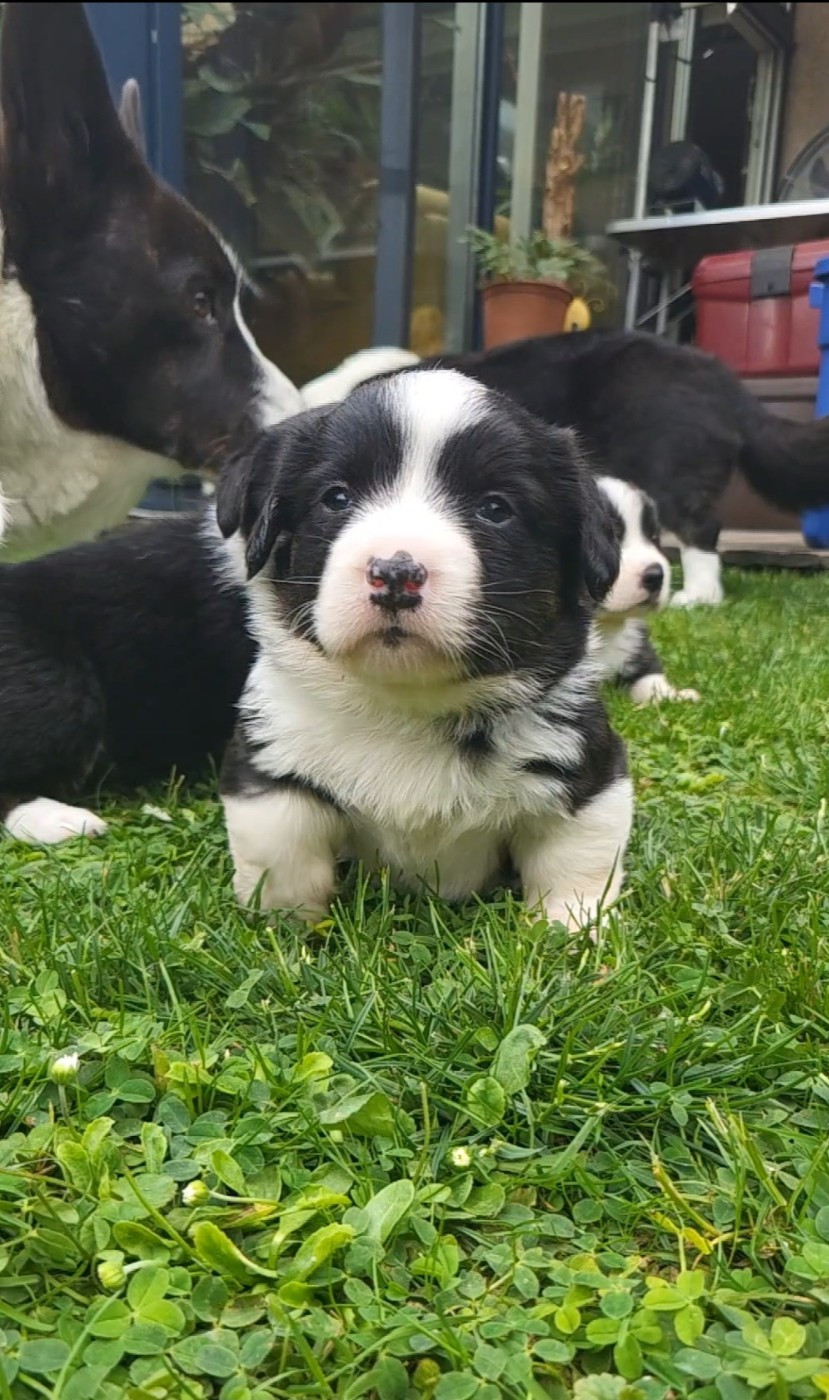De L'Empreinte Du Cobra - Chiots disponibles - Welsh Corgi Cardigan