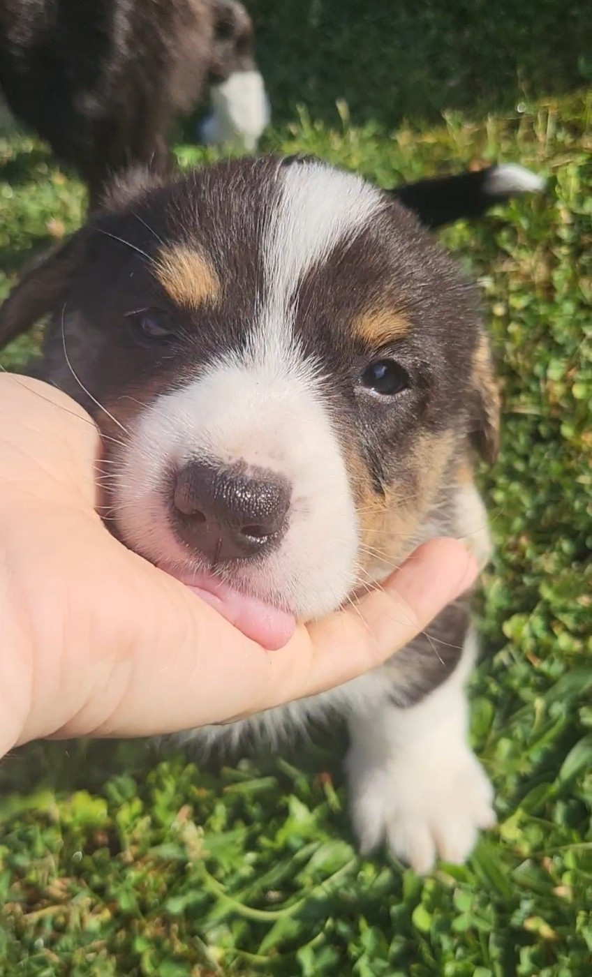 De L'Empreinte Du Cobra - Chiots disponibles - Welsh Corgi Cardigan