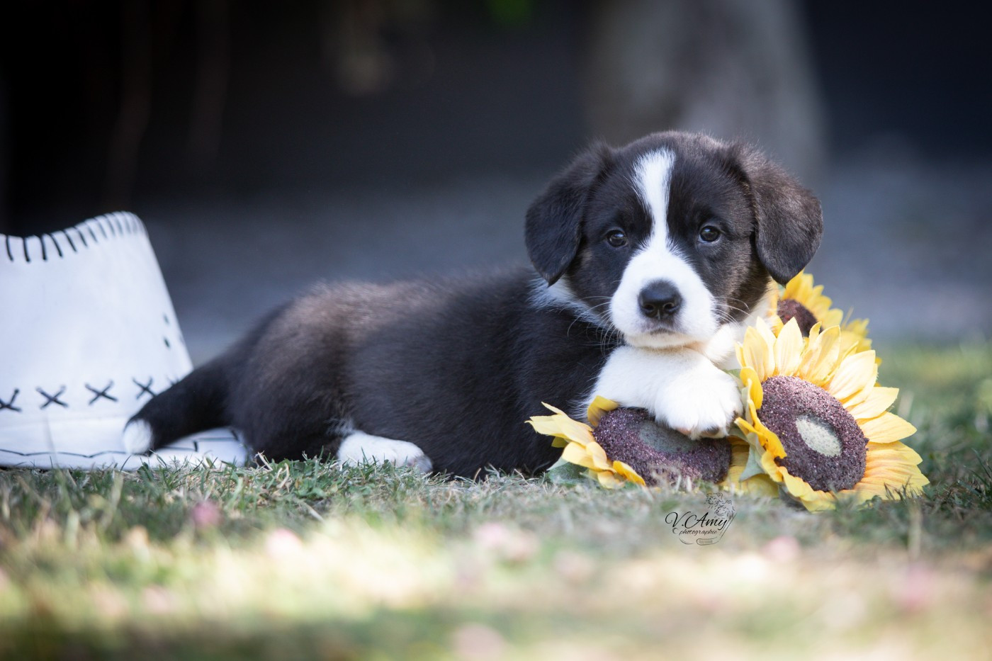 De L'Empreinte Du Cobra - Chiots disponibles - Welsh Corgi Cardigan