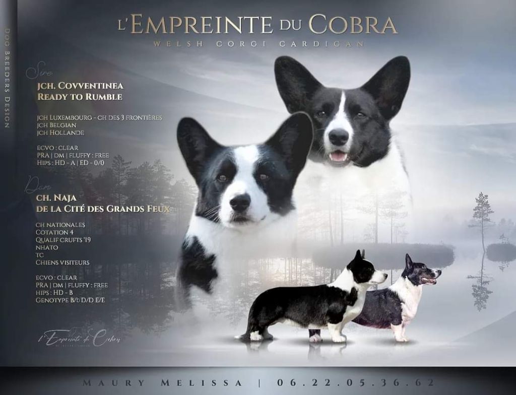 Chiot Welsh Corgi Cardigan De L'Empreinte Du Cobra