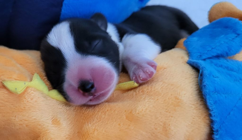 De L'Empreinte Du Cobra - Chiots disponibles - Welsh Corgi Cardigan