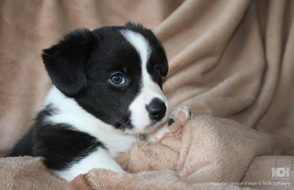 De L'Empreinte Du Cobra - Chiots disponibles - Welsh Corgi Cardigan