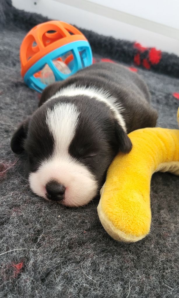 De L'Empreinte Du Cobra - Chiots disponibles - Welsh Corgi Cardigan