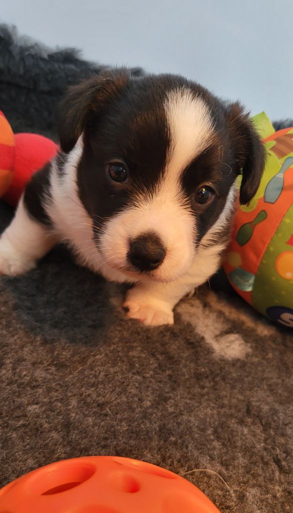 De L'Empreinte Du Cobra - Chiots disponibles - Welsh Corgi Cardigan