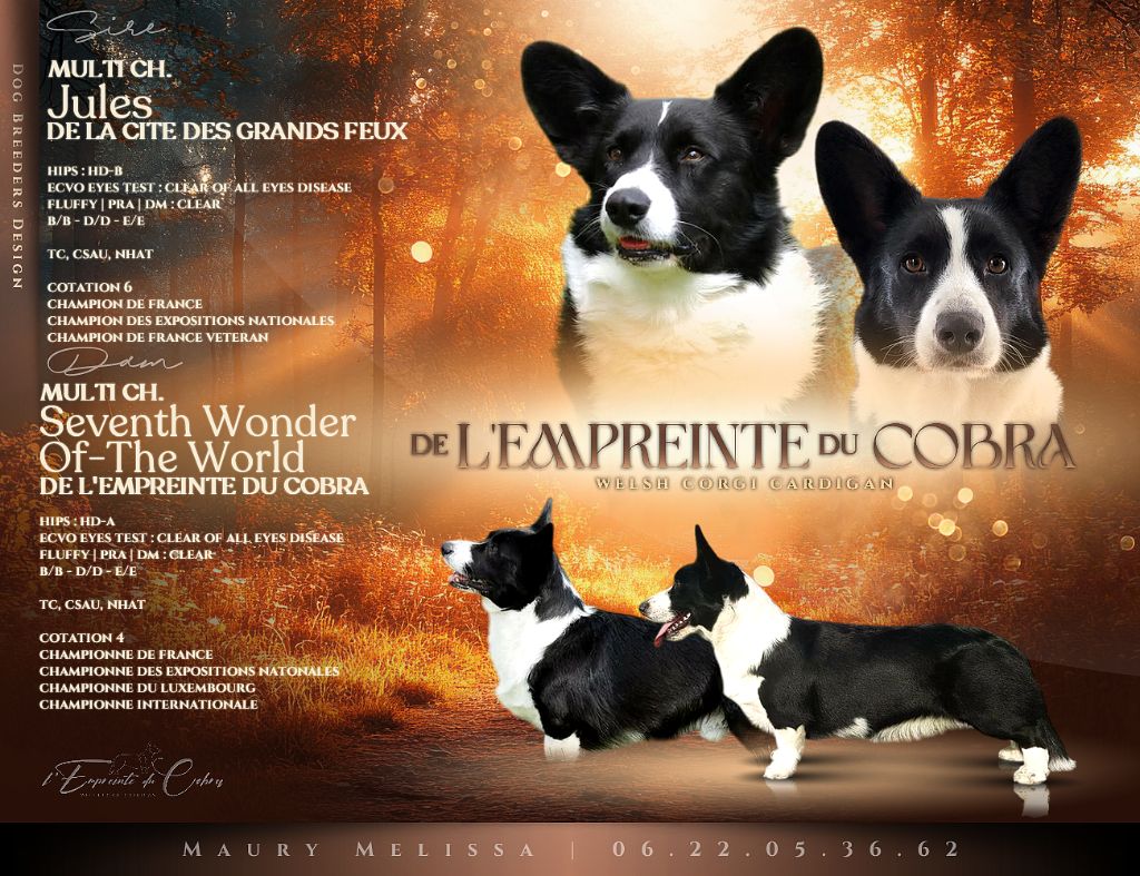 Chiot Welsh Corgi Cardigan De L'Empreinte Du Cobra