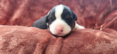 CHIOT 1
