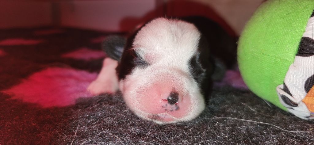 De L'Empreinte Du Cobra - Chiots disponibles - Welsh Corgi Cardigan