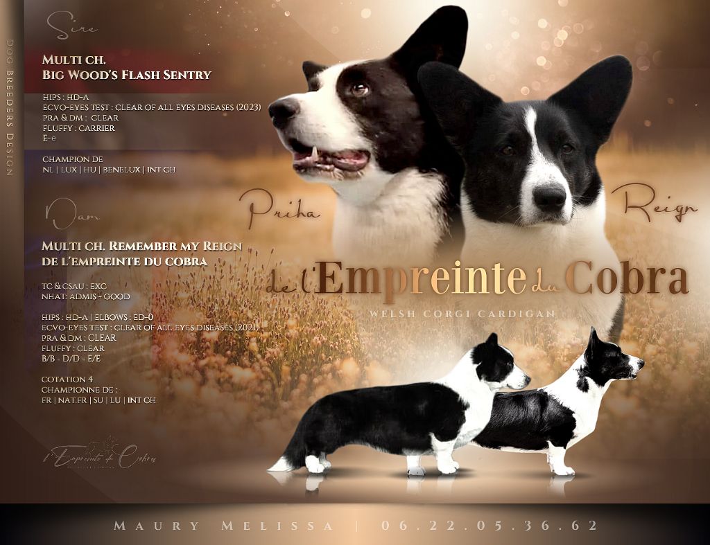 De L'Empreinte Du Cobra - Welsh Corgi Cardigan - Portée née le 05/06/2023